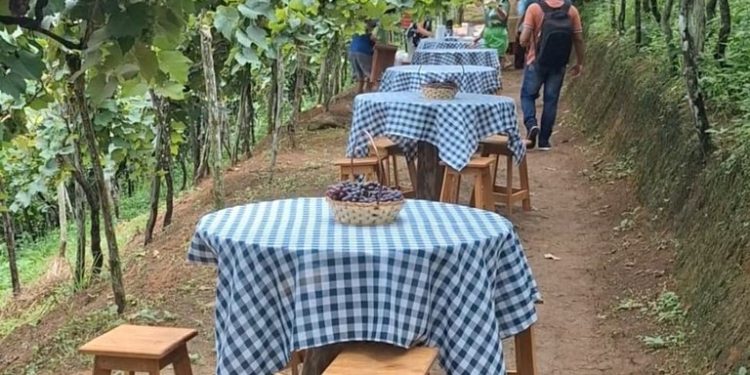 Rota Gastronômica do Vale do Paraíba é lançada em Natuba e Umbuzeiro