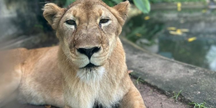 Prefeitura de João Pessoa restabelece verdade e explica tratamento de saúde da leoa Mimi na Bica