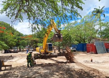 Sesuma realiza transplante de árvores para os Parques Evaldo Cruz e Dinamérica