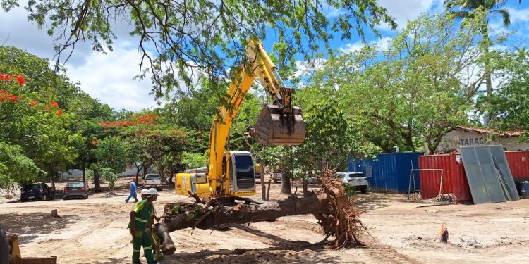 Sesuma realiza transplante de árvores para os Parques Evaldo Cruz e Dinamérica