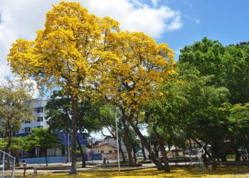 João Pessoa conquista selo de ‘Cidades Árvores do Mundo’ pela 3ª vez com meta de plantar 500 mil mudas até 2030