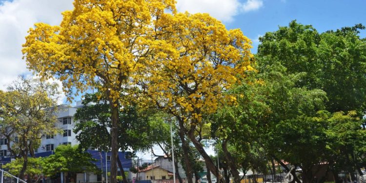 João Pessoa conquista selo de ‘Cidades Árvores do Mundo’ pela 3ª vez com meta de plantar 500 mil mudas até 2030