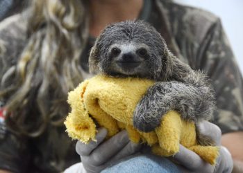 Prefeitura de João Pessoa reforça importância dos cuidados com a causa animal