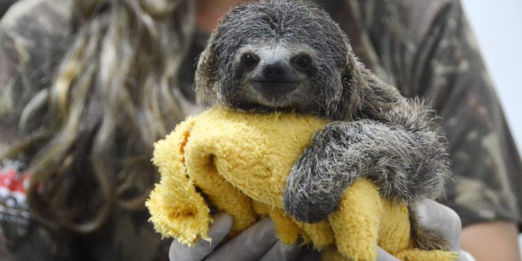 Prefeitura de João Pessoa reforça importância dos cuidados com a causa animal