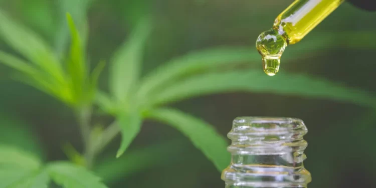 Publicada lei que autoriza acesso a medicamentos à base de cannabis pelo SUS em João Pessoa