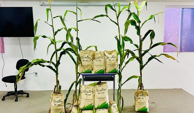 Prefeitura de Pedras de Fogo distribui 1.500 Kg de sementes para agricultores locais