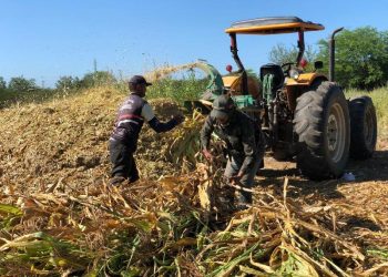 Agricultores do município realizam produção de silagem com apoio da Prefeitura de Patos