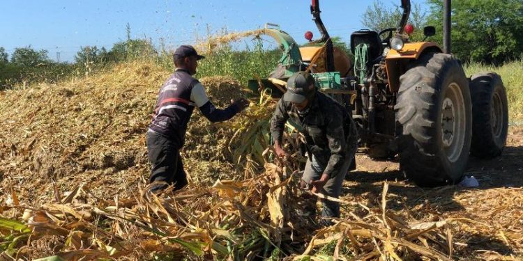 Agricultores do município realizam produção de silagem com apoio da Prefeitura de Patos