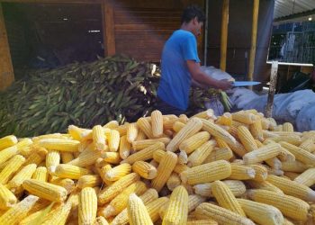 Procura por milho verde nos mercados públicos de João Pessoa aumenta com proximidade dos festejos juninos