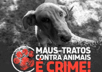 Centro de Zoonoses de Campina Grande resgata cadela da raça pitbull vítima de maus tratos