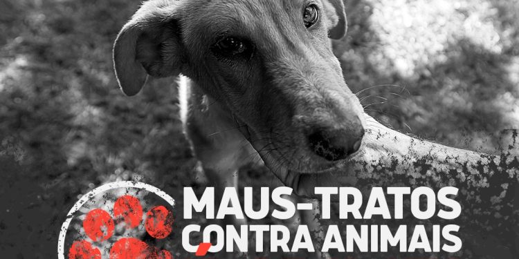 Centro de Zoonoses de Campina Grande resgata cadela da raça pitbull vítima de maus tratos
