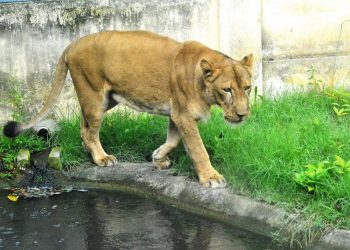 Parque Arruda Câmara é refúgio de animais exóticos, originários de outros países