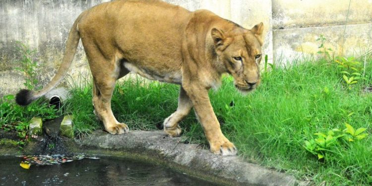 Parque Arruda Câmara é refúgio de animais exóticos, originários de outros países