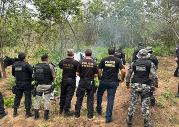 Polícia identifica e destrói sete mil pés de maconha em município paraibano