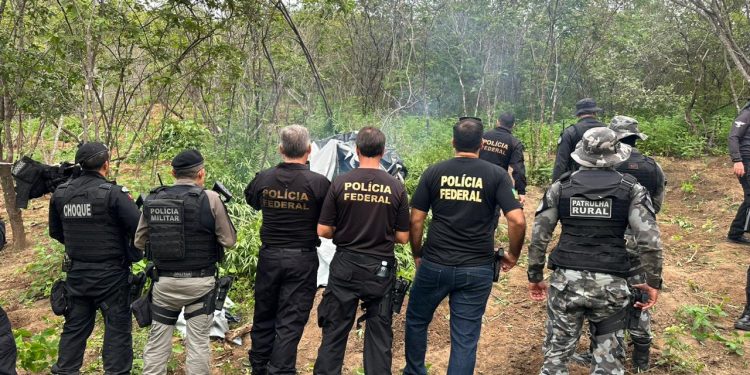 Polícia identifica e destrói sete mil pés de maconha em município paraibano