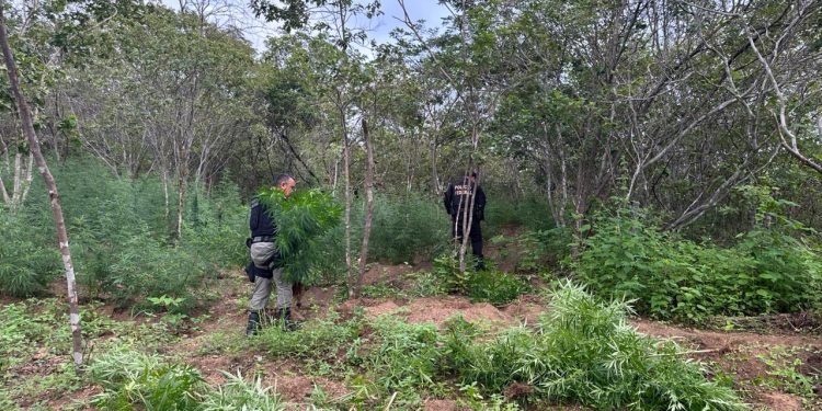Polícia identifica e destrói sete mil pés de maconha em município paraibano
