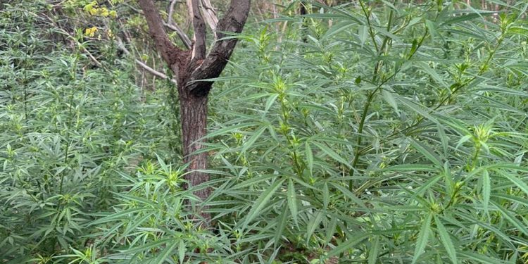 Polícia identifica e destrói sete mil pés de maconha em município paraibano