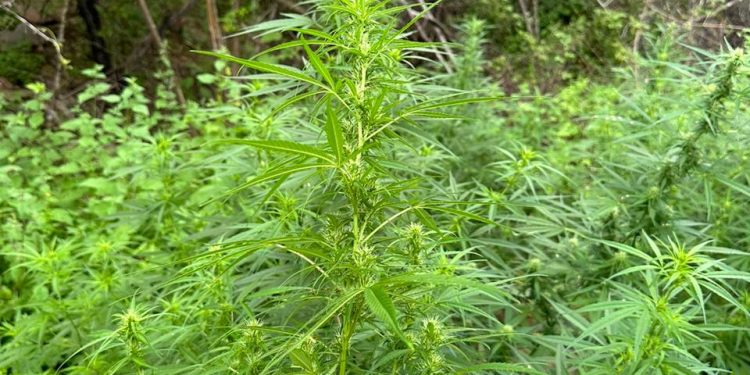 Polícia identifica e destrói sete mil pés de maconha em município paraibano