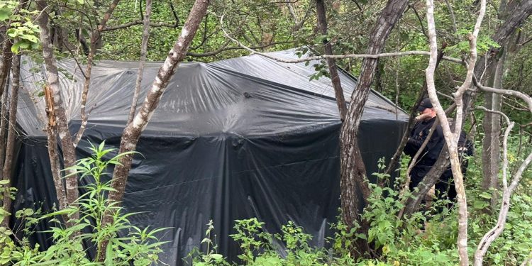 Polícia identifica e destrói sete mil pés de maconha em município paraibano