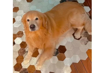 Câmara aprova projeto que obriga aéreas a rastrear transporte de pets