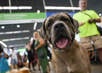 Após morte de cachorro, projetos buscam estabelecer regras para transporte de animais