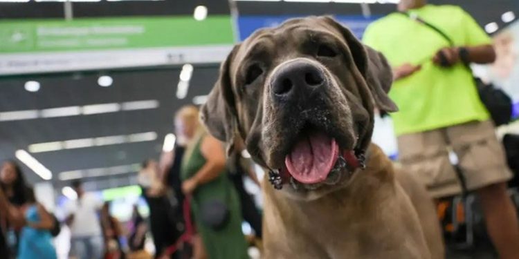 Após morte de cachorro, projetos buscam estabelecer regras para transporte de animais