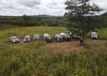 COMBATE AO TRÁFICO: Ação conjunta destrói plantação com 19 mil pés de maconha, no cariri paraibano