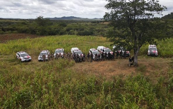 COMBATE AO TRÁFICO: Ação conjunta destrói plantação com 19 mil pés de maconha, no cariri paraibano