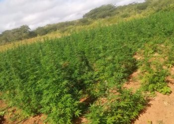 Operação Nárke II: Polícia Militar da Paraíba localiza plantio com 180 mil pés de maconha