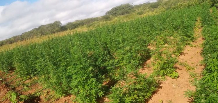 Operação Nárke II: Polícia Militar da Paraíba localiza plantio com 180 mil pés de maconha