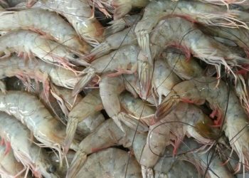 PM prende acusados de roubar camarões de viveiros da Capital para vender em Bayeux