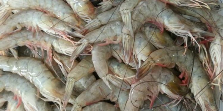 PM prende acusados de roubar camarões de viveiros da Capital para vender em Bayeux