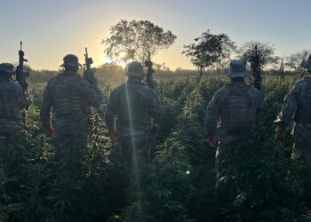 Polícia desarticula novo grande plantio de maconha na Paraíba