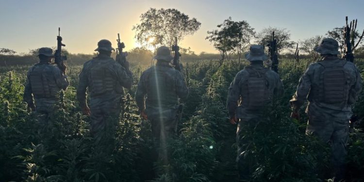Polícia desarticula novo grande plantio de maconha na Paraíba