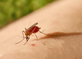 Paraíba confirma primeiro caso de Febre Oropouche