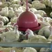 Brasil suspende exportações de carne de aves e seus produtos; entenda