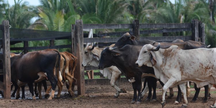 Paraíba terá R$ 1 bilhão do Plano Safra 2024/2025 pelo Banco do Nordeste