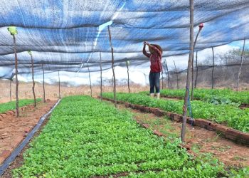Cultivo de coentro melhora renda de família agricultora de Cajazeirinhas