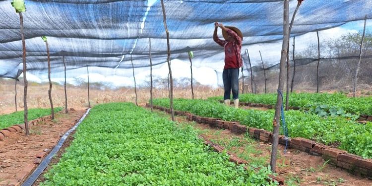 Cultivo de coentro melhora renda de família agricultora de Cajazeirinhas