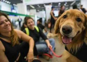 Governo federal cria grupo para melhorar transporte aéreo de animais
