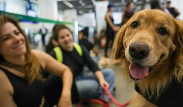 Governo federal cria grupo para melhorar transporte aéreo de animais