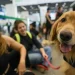 Governo federal cria grupo para melhorar transporte aéreo de animais