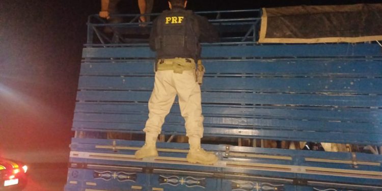 PRF na Paraíba prende foragido da Justiça por homicídio e recupera oito gados roubados em Pernambuco