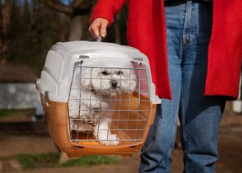 CMA vai discutir projetos para dar segurança no transporte de animais domésticos