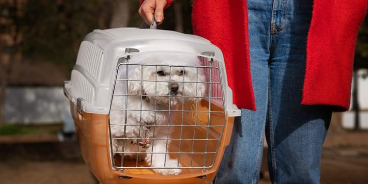 CMA vai discutir projetos para dar segurança no transporte de animais domésticos