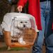 CMA vai discutir projetos para dar segurança no transporte de animais domésticos