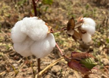 Governo da Paraíba incentiva cultivo do algodão orgânico e beneficia mais de 300 famílias agricultoras