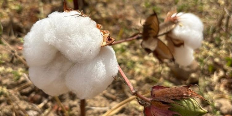 Governo da Paraíba incentiva cultivo do algodão orgânico e beneficia mais de 300 famílias agricultoras