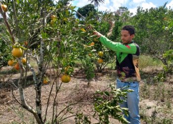 Produção de laranja tangerina chama atenção de agricultores familiares em Matinhas