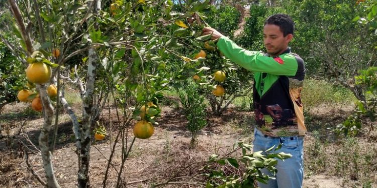 Produção de laranja tangerina chama atenção de agricultores familiares em Matinhas